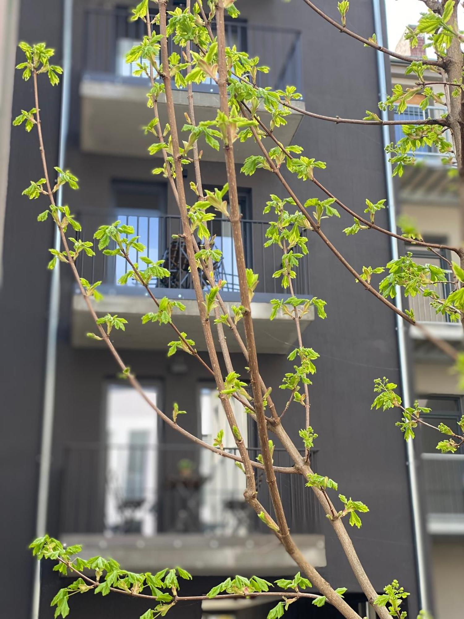 Eiwelhome - Stilvoll, Urban-Ruhig Schlafen, Bahnhofsnah, Balkon Erfurt Eksteriør billede